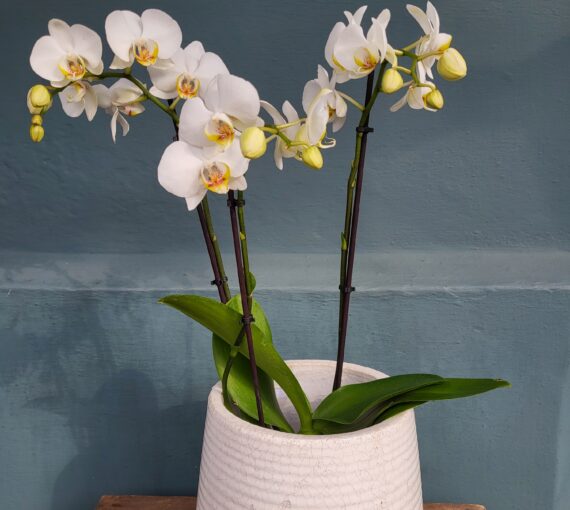 white phalaenopsis orchid plant