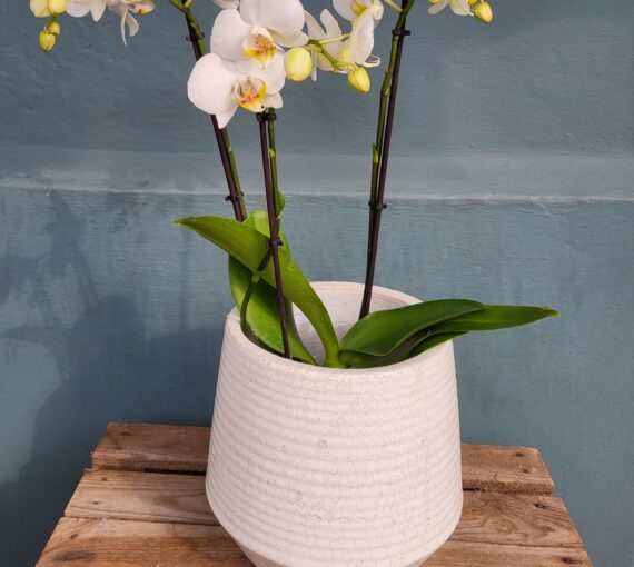 white phalaenopsis orchid plant