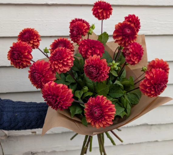 Dahlias
