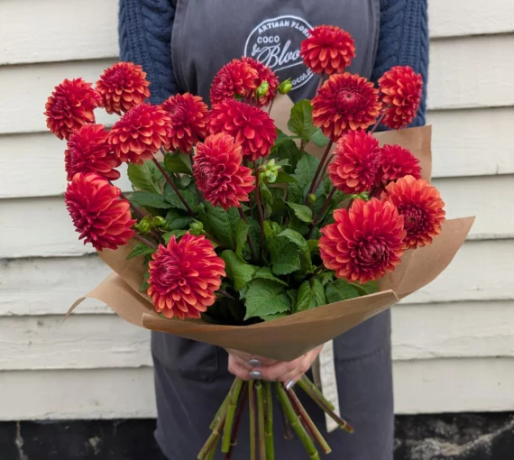 Dahlias