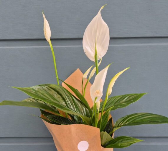 Peace Lily