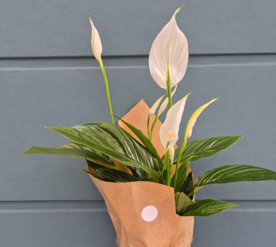 Peace Lily