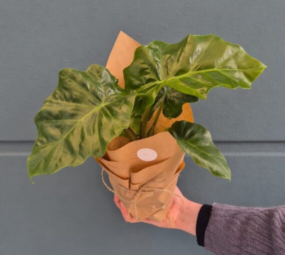 Alocasia 'Low Rider'