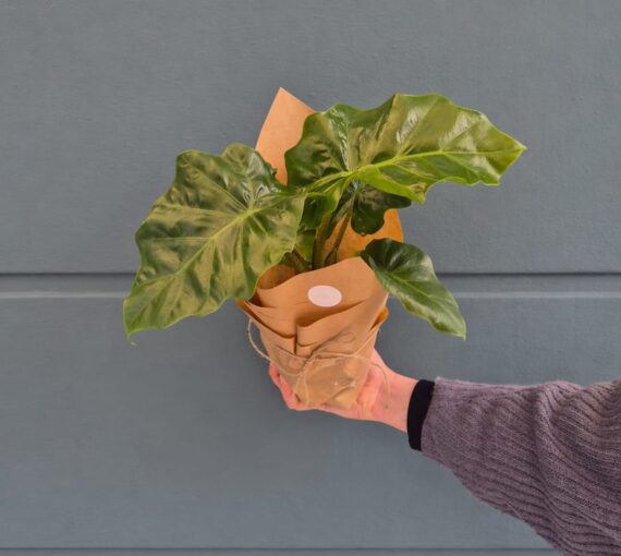 Alocasia 'Low Rider'