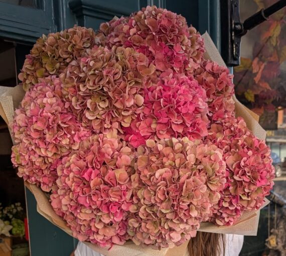 Hydrangea, Kent