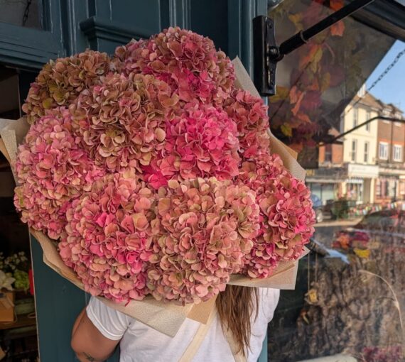 Hydrangea, Kent